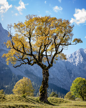 ein Bergahron im Hinterri&szlig; mit pr&auml;chtigem goldenem Herbstlaub