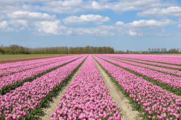 A tulip field  with rows of pink tulips in full bloom in spring at Goeree-Overflakkee in The Netherlands.