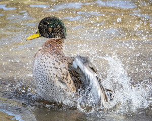 Männliche Stockente mit grünem Kopf Gefieder bei der Gefiederpflege