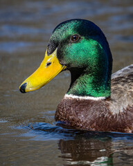Männliche Stockente mit grünem Kopf Gefieder spiegelt sich auf dme Wasser