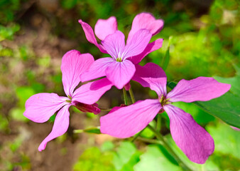 Flower for landscaping - Lunaria, Lunaria rediviva. 
This is a perennial herb. It is used in landscape design.