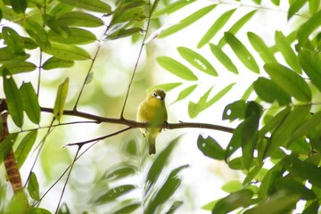 bird