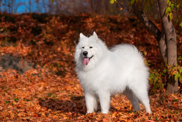 Fototapeta premium a beautiful white Samoyed dog in the autumn forest
