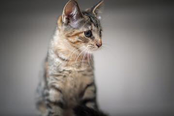 Studio portrait of a young beautiful purebred gray kitten.