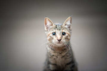 Fototapeta premium Studio portrait of a young beautiful purebred gray kitten.