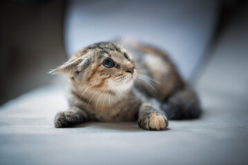 Studio portrait of a young beautiful purebred gray kitten.