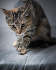 Studio portrait of a young beautiful purebred gray kitten.