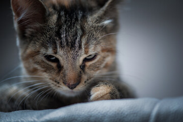 Studio portrait of a young beautiful purebred gray kitten.