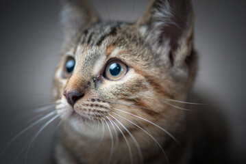 Studio portrait of a young beautiful purebred gray kitten.