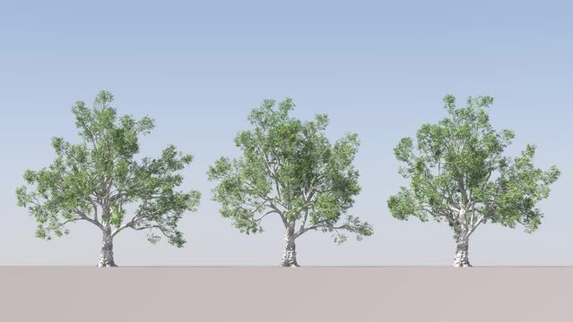 Realistic animation of a green tree with moving leaves. The wind's blowing. Blue sky background. Isolated tree on the wind on Transparent cut out animation with Alpha channel,Realistic 3D rendering in