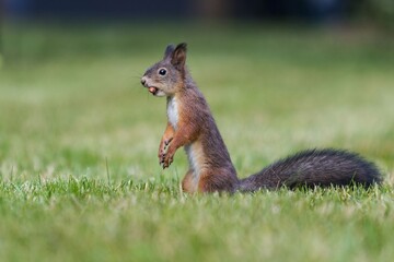 squirrel on the grass