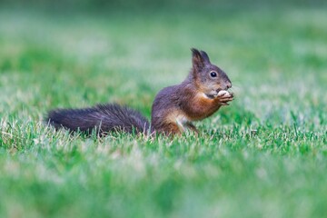 red squirrel in the park