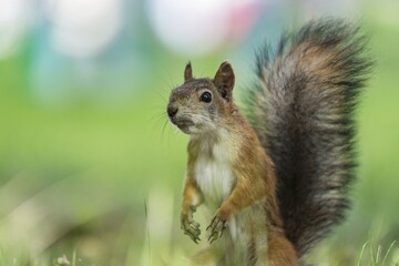 squirrel in the park