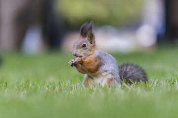 Fototapeta premium squirrel eating nut