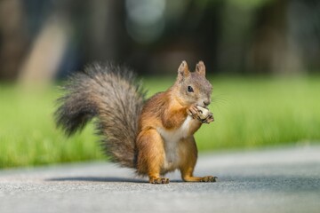 squirrel in the park