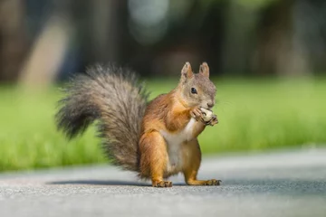 Stoff pro Meter squirrel in the park © Мария Быкова