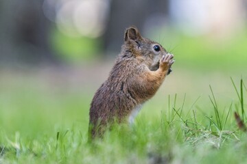 Naklejka na ściany i meble squirrel on the grass