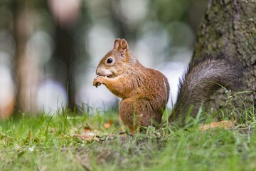 squirrel eating nut