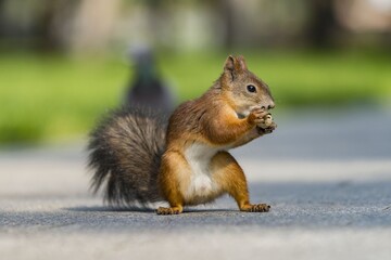 squirrel eating nut