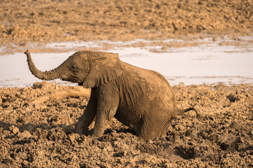 A horizontal shot of a large elephant with its hind legs sinking into the wet mud at a water hole at sunset, Madikwe Game Reserve, South Africa