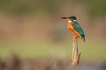 Female adult Kingfisher on a perch with a blurred pale background. Vivid bright hunter. (alcedo atthis) seen around riverbanks of Europe. Endangered and protected species. 