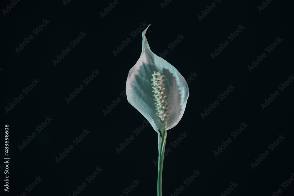 Poster Close up white Spathiphyllum pearl flower isolated on a black background pattern for design...