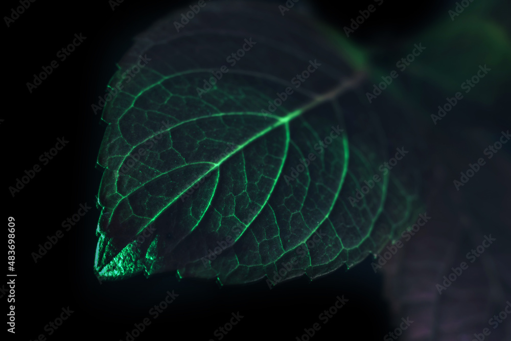 Poster Close up Beautiful abstract leaf in colorful light. Minimalism modern style concept. Dark Background pattern for design.