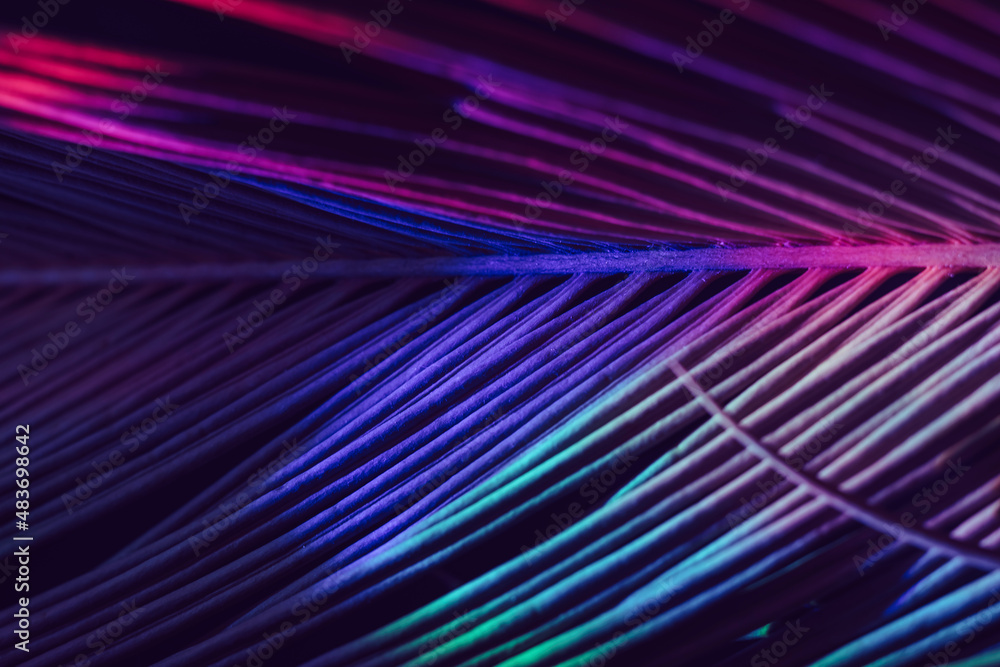 Poster close up beautiful palm leaf in colorful light. minimalism retro style concept. background pattern t