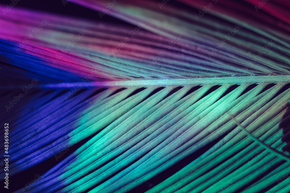 Poster close up beautiful palm leaf in multi colored light. minimalism retro style concept. background patt