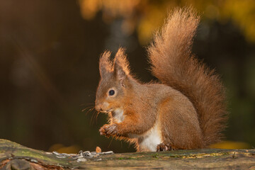 Red Squirrel (sciurus vulgaris) with bushy tail near Hawes in the Yorkshire Dales, England. Wild cute fluffy animal but an endangered species. 