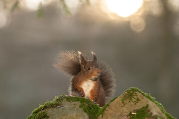 Red Squirrel (sciurus vulgaris) with bushy tail near Hawes in the Yorkshire Dales, England. Wild cute fluffy animal but an endangered species. 