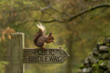 Red Squirrel (sciurus vulgaris) with bushy tail near Hawes in the Yorkshire Dales, England. Wild cute fluffy animal but an endangered species. 