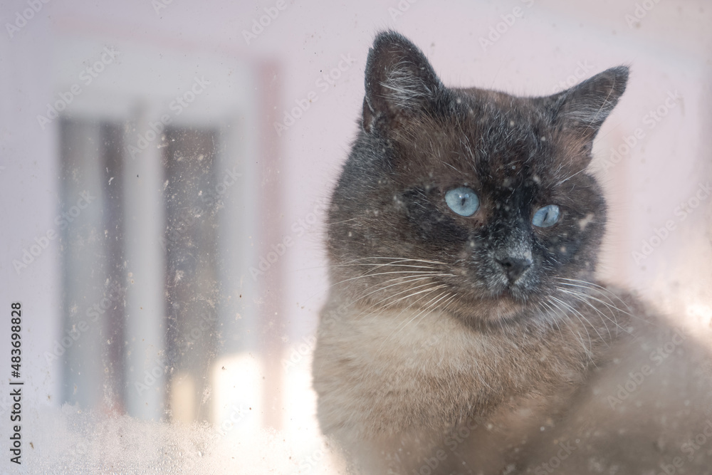 Poster frosty winter day. cat outdoor is looking through the window. .siamese cat. funny ears and eyes. bac