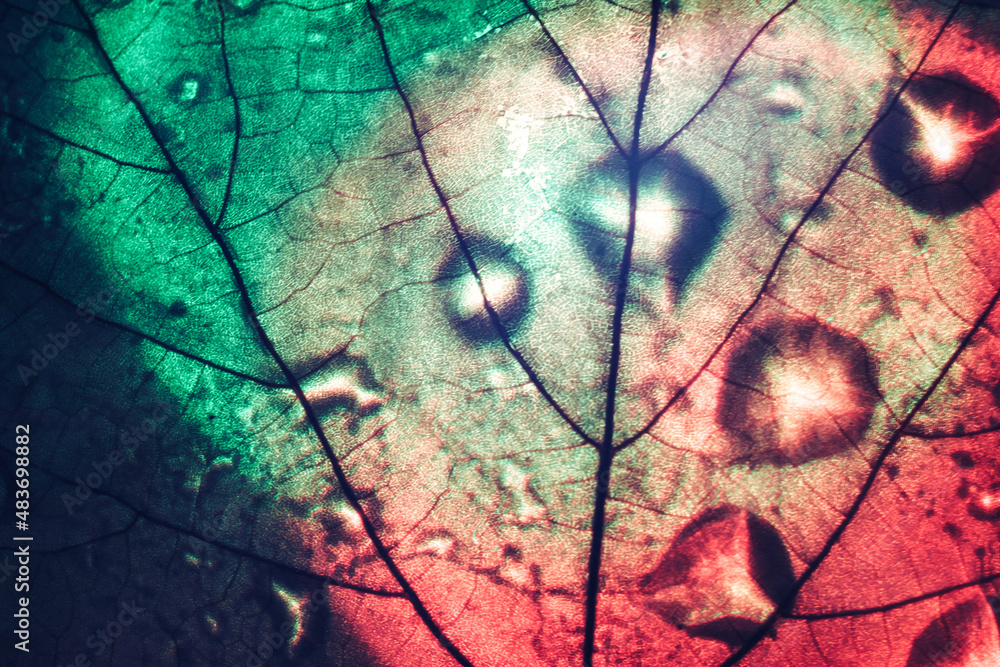 Aufkleber Close up Beautiful abstract leaf in red and green  light. Background pattern for design. Macro photography view.