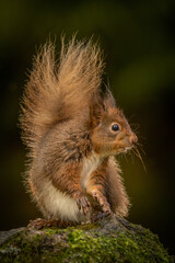 Red Squirrel (sciurus vulgaris) with bushy tail near Hawes in the Yorkshire Dales, England. Wild cute fluffy animal but an endangered species. 