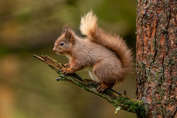 Naklejka na ściany i meble Red Squirrel (sciurus vulgaris) with bushy tail near Hawes in the Yorkshire Dales, England. Wild cute fluffy animal but an endangered species. 