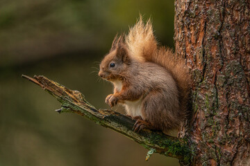 Naklejka na ściany i meble Red Squirrel (sciurus vulgaris) with bushy tail near Hawes in the Yorkshire Dales, England. Wild cute fluffy animal but an endangered species. 
