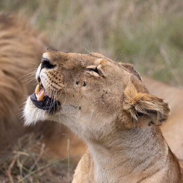 Lions couple