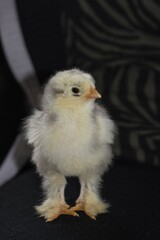 Hühner Küken,  Brahma Huhn