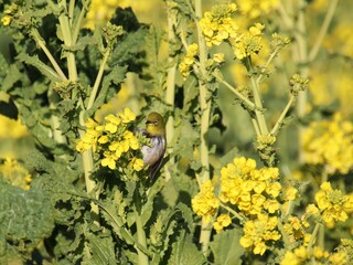 菜の花に止まるメジロ