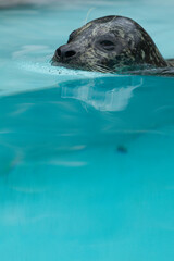 Obraz premium アザラシ