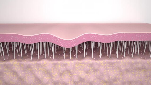 3D Animation Skin Layer Wrinkle smoothing. Action of skin care Collagen repair Effect The effect of anti-aging treatment
