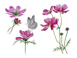 Obraz na płótnie Canvas Watercolor illustration of flowers and butterflies on a white background.