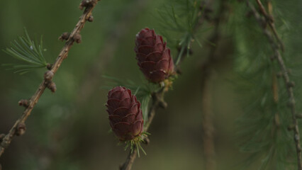 larch branches with cones on a summer day