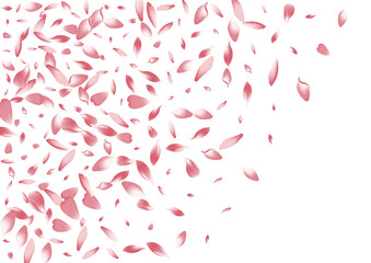 Pastel Cherry Petal Vector White Background.