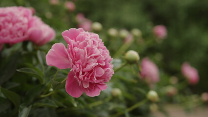 bright pink peony flower closeup