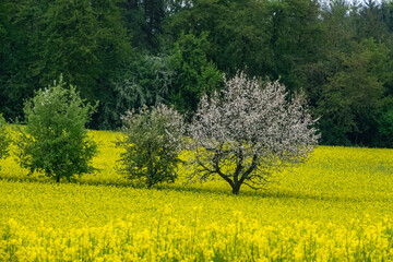 Rape field or Rapeseed Brassica napus in summer under the sunlight