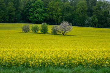 Rape field or Rapeseed Brassica napus in summer under the sunlight