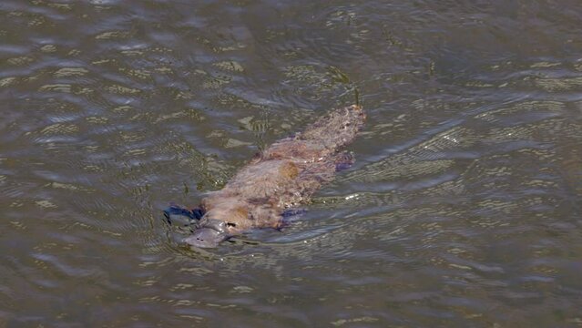 overhead slow motion shot of a platypus swimming and approaching in the mersey river of tasmania, australia