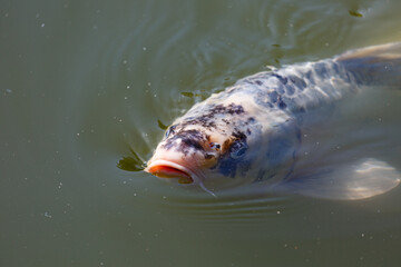 Fish swimming in the lake in park